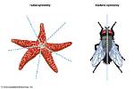 Which of the Following Has Biradial Symmetry?