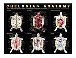 Which of the Following Is a Chelonian?