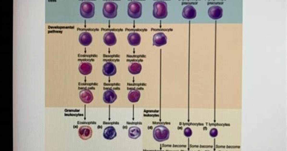 Which of These Develops from Lymphoid Stem Cells?