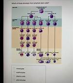 Which of These Develops from Lymphoid Stem Cells?