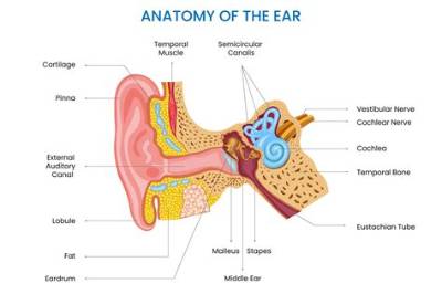 Which Part of Ear Is Influenced by Movement?
