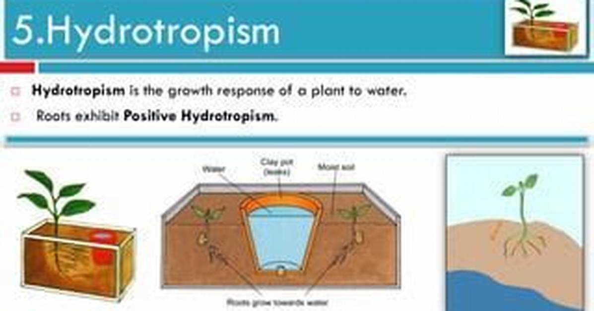Which Part of the Plant Exhibit Positive Hydrotropism?