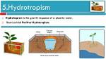 Which Part of the Plant Exhibit Positive Hydrotropism?