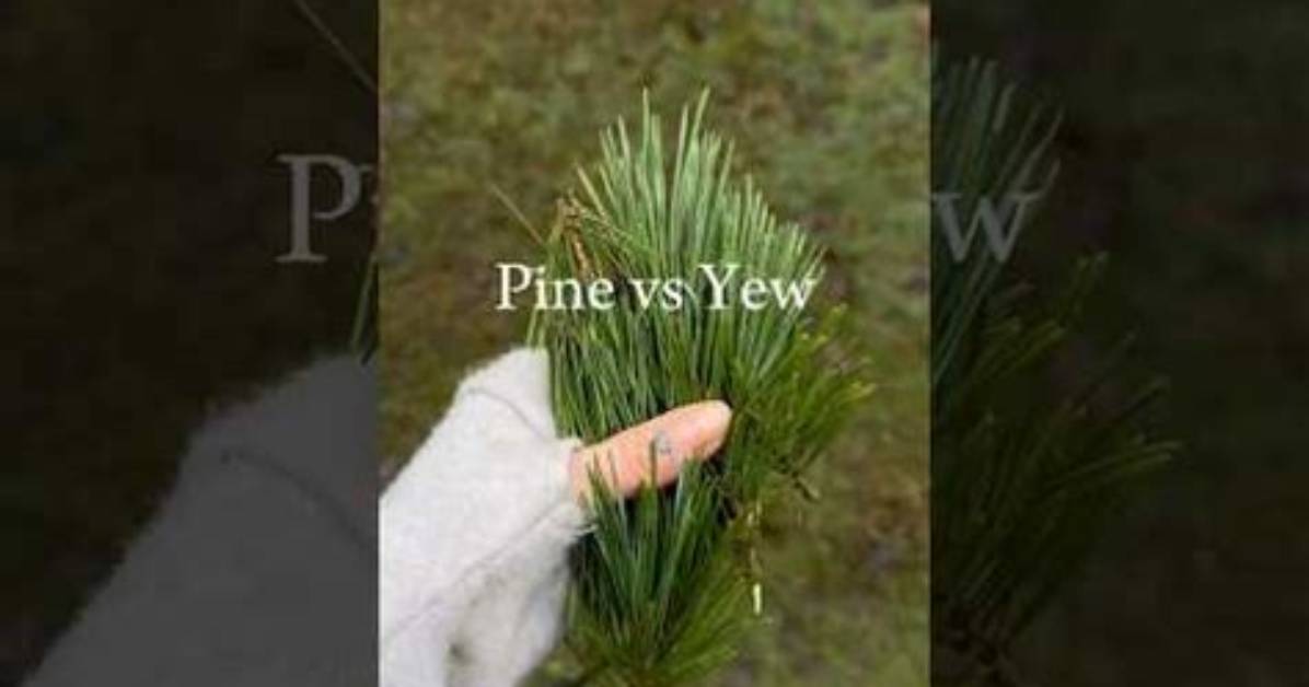 Which Pine Needles Are Poisonous?