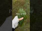 Which Pine Needles Are Poisonous?