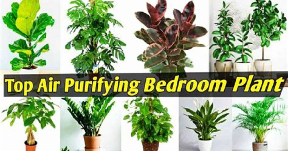 Which Plant Should Be Kept in Bedroom?