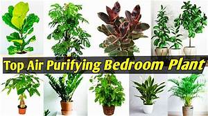 Which Plant Should Be Kept in Bedroom?