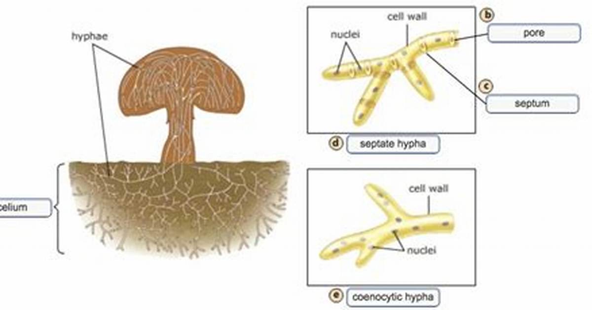 Which Structures Are Found in Fungi?