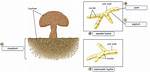 Which Structures Are Found in Fungi?