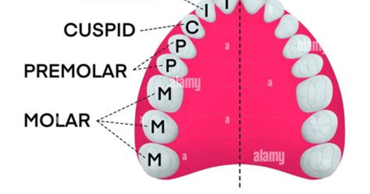 Which Teeth Are Cuspids?