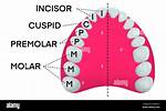 Which Teeth Are Cuspids?