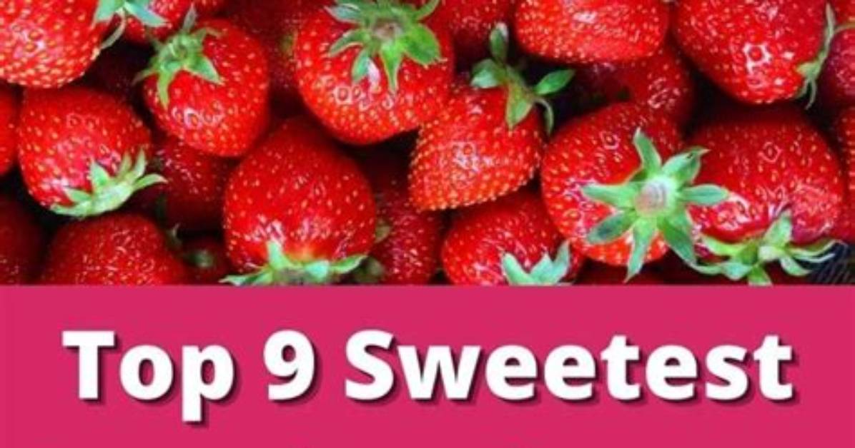 Which Type of Strawberry Is the Sweetest?