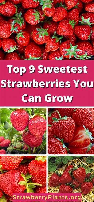 Which Type of Strawberry Is the Sweetest?