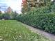 White Vs. Black Cedar Hedging