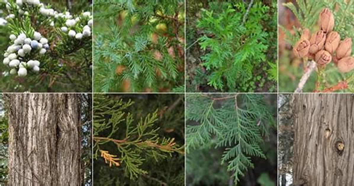 White vs Black Cedar