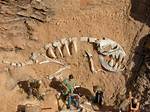 Who Digs up Dinosaur Bones