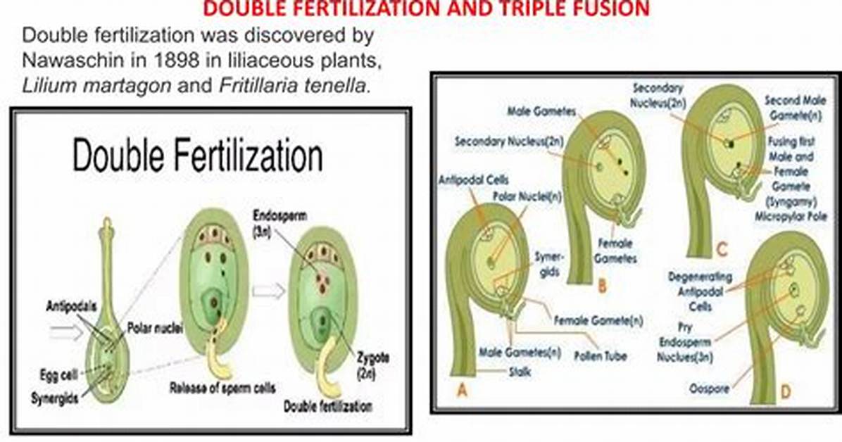 Who Discovered Double Fertilization?