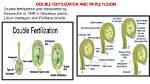 Who Discovered Double Fertilization?