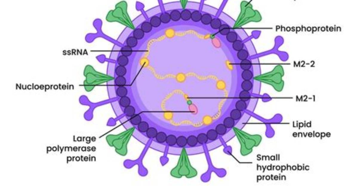 Who Discovered Virus to Be Nucleoprotein Entity?
