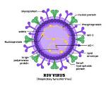 Who Discovered Virus to Be Nucleoprotein Entity?