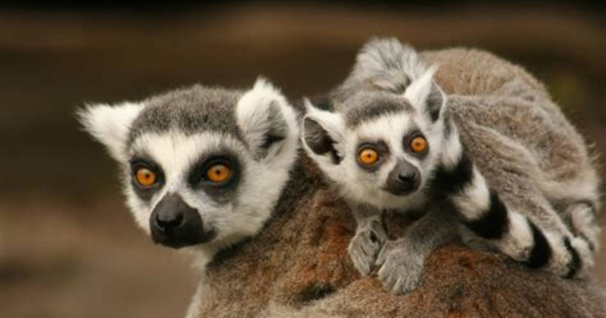 Who Do Lemurs Look Like?