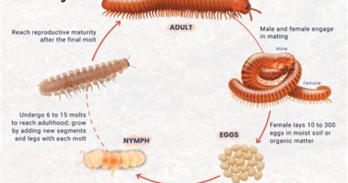 Who Do Millipedes Reproduce?