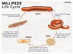 Who Do Millipedes Reproduce?