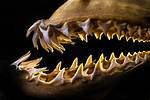 Who Has the Sharpest Teeth in the World?