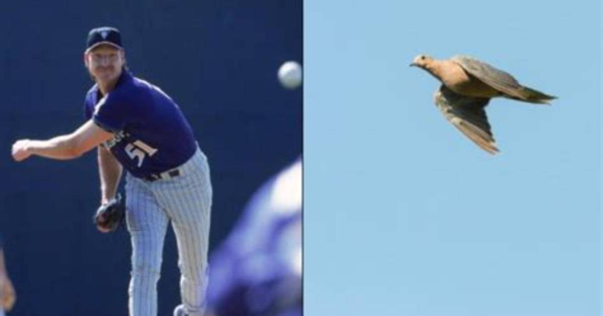 Who Hit the Bird with the Baseball?