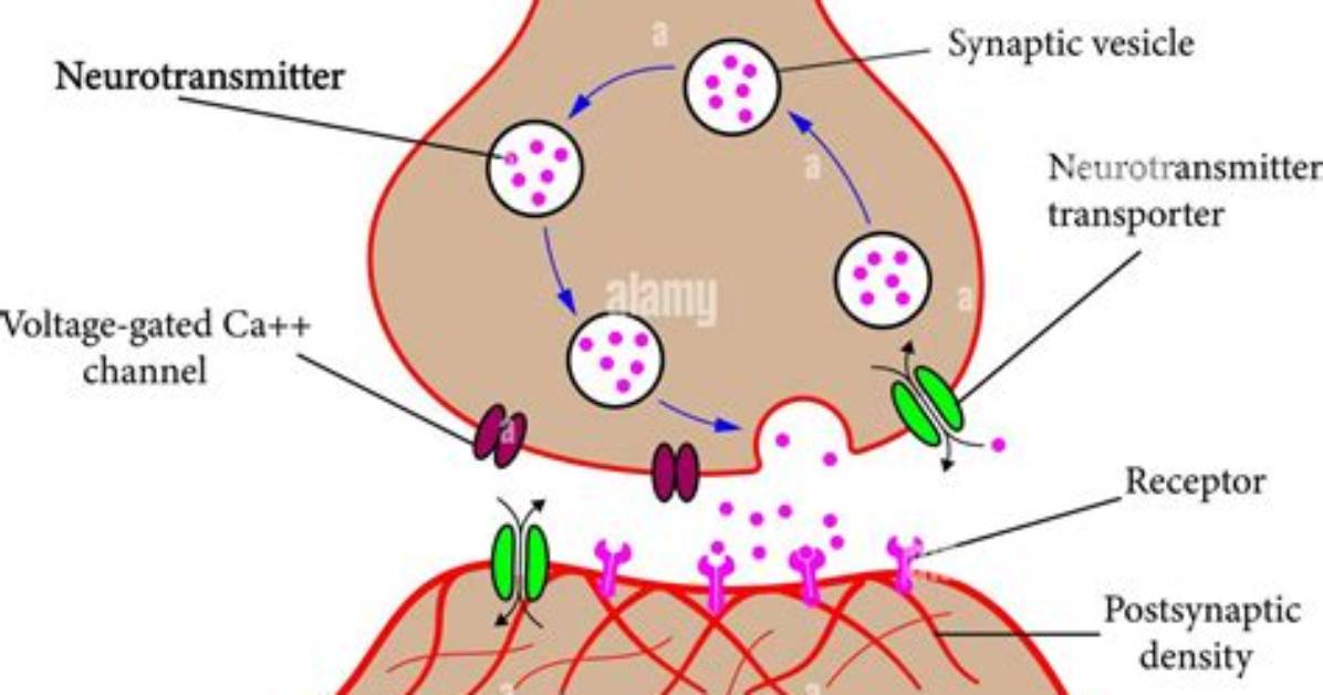 Who Is Postsynaptic Membrane?