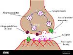 Who Is Postsynaptic Membrane?