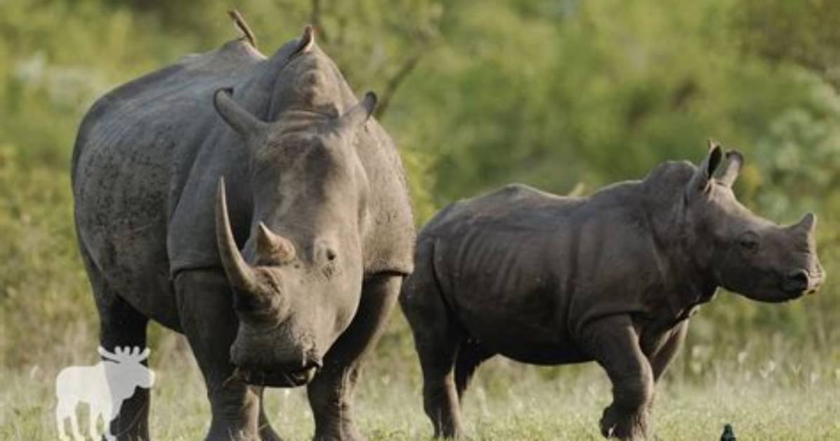 Who Would Win Rhino or Gorilla?