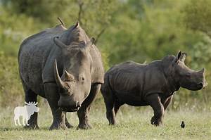 Who Would Win Rhino or Gorilla?