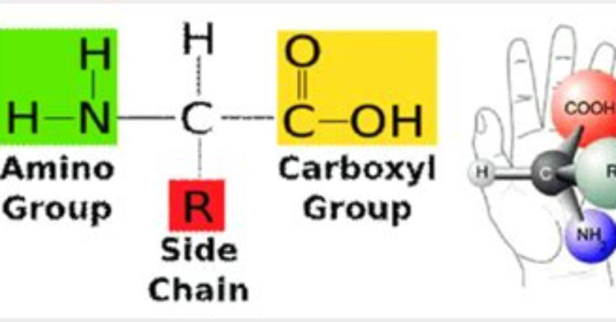 Why Are Amino Acids Chiral?