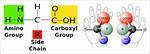Why Are Amino Acids Chiral?