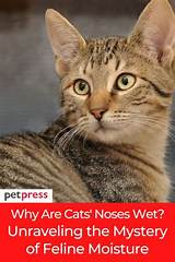Why Are Cats' Noses Wet: Understanding the Fascinating Phenomenon