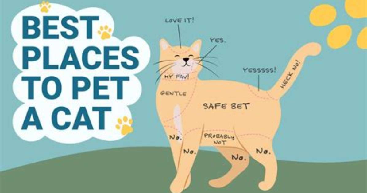 Why Are Cats Not Spelt as Kat?