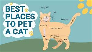 Why Are Cats Not Spelt as Kat?