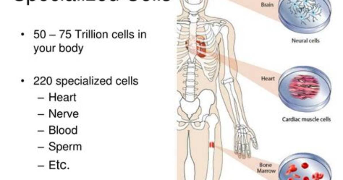 Why Are Cells Specialized - Lisbd-Net. Com