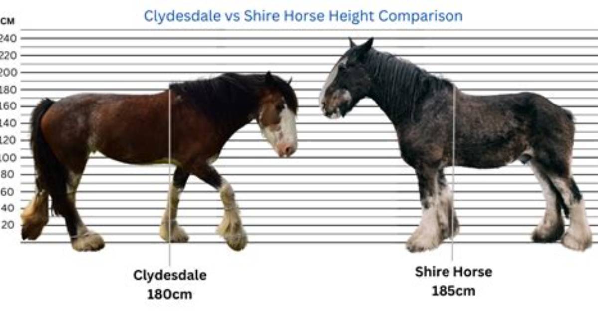 Why Are Clydesdales So Big?