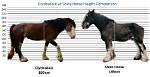 Why Are Clydesdales So Big?