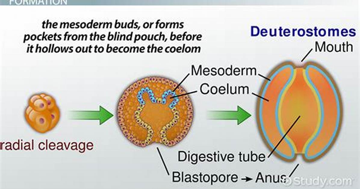Why Are Coeloms Important?