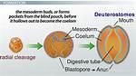 Why Are Coeloms Important?