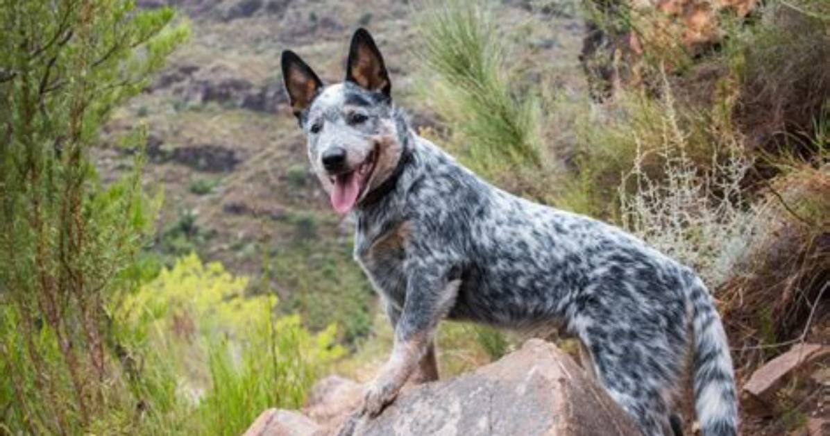 Why Are Dogs Named Blue?