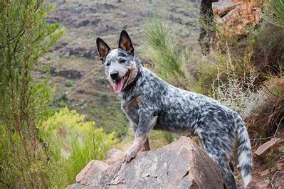Why Are Dogs Named Blue?