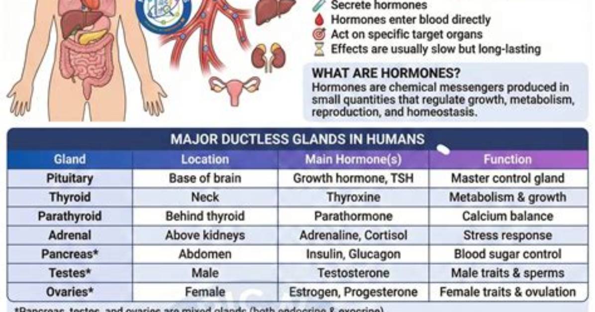 Why Are Endocrine Glands Known as Ductless Glands Quizlet?