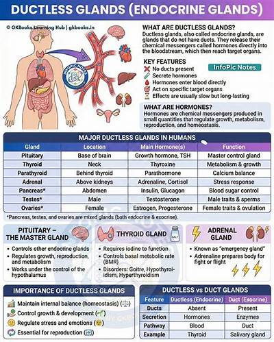 Why Are Endocrine Glands Known as Ductless Glands Quizlet?