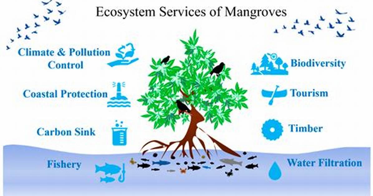 Why Are Mangrove Trees Being Removed by Humans