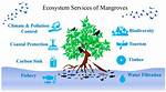 Why Are Mangrove Trees Being Removed by Humans