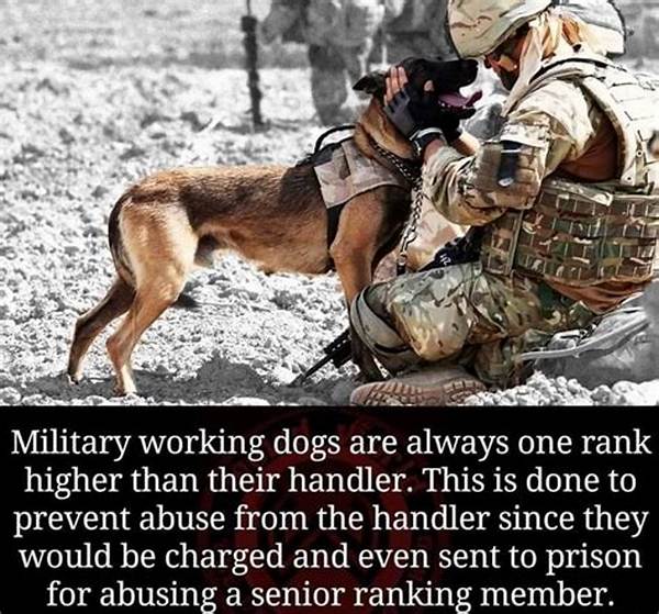 Why Are Military Dogs One Rank Above Their Handlers?